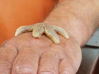 Büsum, Fangfahrt, Seestern