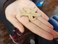 Büsum, Fangfahrt, Seestern