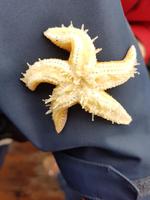 Büsum, Fangfahrt, Seestern Unterseite