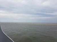 Büsum, Seehundebank