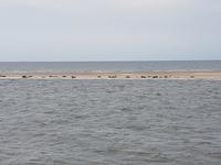 Büsum, Seehundebank
