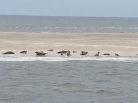 Büsum, Seehundebank