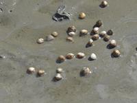 Büsum, Wattwanderung mit Bodo, Herzmuscheln in Bewegung