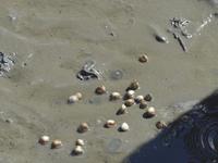 Büsum, Wattwanderung mit Bodo, Herzmuscheln in Bewegung