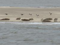 Büsum, Seehundebank