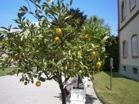 Orangenbäume im Schloßhof