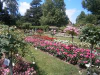 Rosen in aller farbigen Vielfalt und Pracht