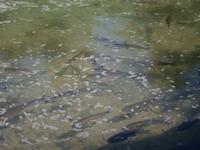 Verschiedene Fischarten zum Greifen nah