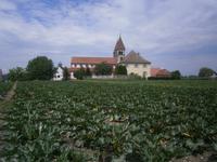 Vor der Kirche, ein Feld mit gelben Zucchini
