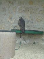 die Raubvögel des Falkenhofs Rosenburg