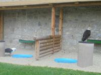 die Raubvögel des Falkenhofs Rosenburg