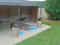 die Raubvögel des Falkenhofs Rosenburg