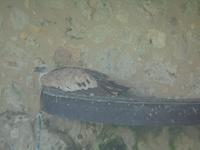 die Raubvögel des Falkenhofs Rosenburg