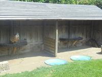 die Raubvögel des Falkenhofs Rosenburg