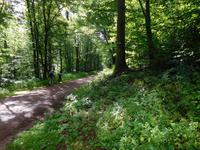 Wanderung auf dem Holzweg rund um Eisenach