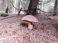 Wanderung zum Veilchenbrunnen im Thüringer Wald bei Oberhof