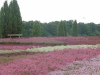 Heidegarten Schneverdingen