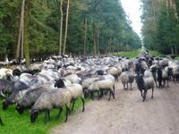 Heidschnucken Eintrieb