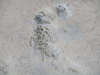 Spagettihaufen im Watt