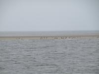 Sandbänke mit Seehunden