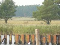 Hirsch am Darsser Ort