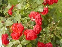 Ribnitz-Dammgarten 4