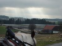 Pferdekutschfahrt beim Michlbauern