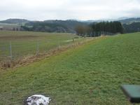 Rotwild bei der Pferdekutschfahrt