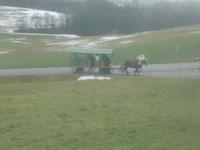 Pferdekutschfahrt beim Michlbauern