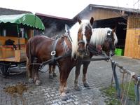 Pferde beim Michlbauern