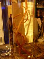 Bärwurz in der Bärwurzerei