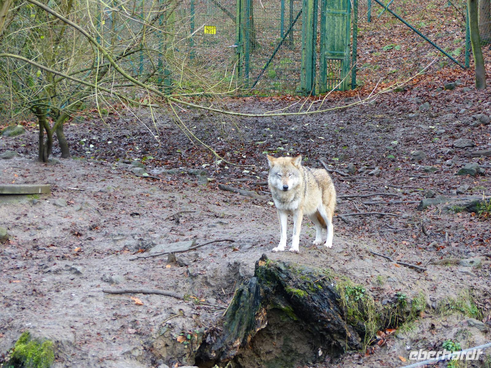 Wildpark Knüll - der 