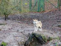 Wildpark Knüll - der 