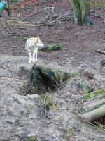 Wildpark Knüll - der 