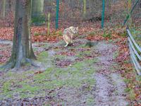 Wildpark Knüll - der 