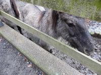 Wildpark Knüll - auch Wildpferde gibt es hier