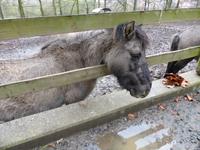 Wildpark Knüll - auch Wildpferde gibt es hier