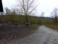 Wildpark Knüll - Fütterung