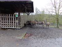 Wildpark Knüll - Fütterung