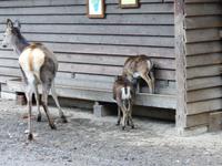 Wildpark Knüll - Fütterung