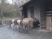 Wildpark Knüll - Fütterung