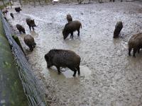 Wildpark Knüll - Fütterung