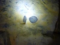 Maastricht Sint Pieter Grotten