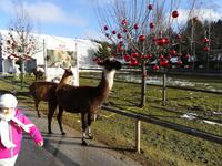 Begegnung mit Lamas auf Gut Aiderbichl in Henndorf im Salzburger Land.