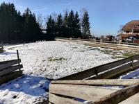 Gänse im Schnee  -  aber keine Schneegänse.