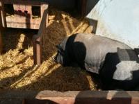 Angstfrei leben auf dem Gnadenhof ....