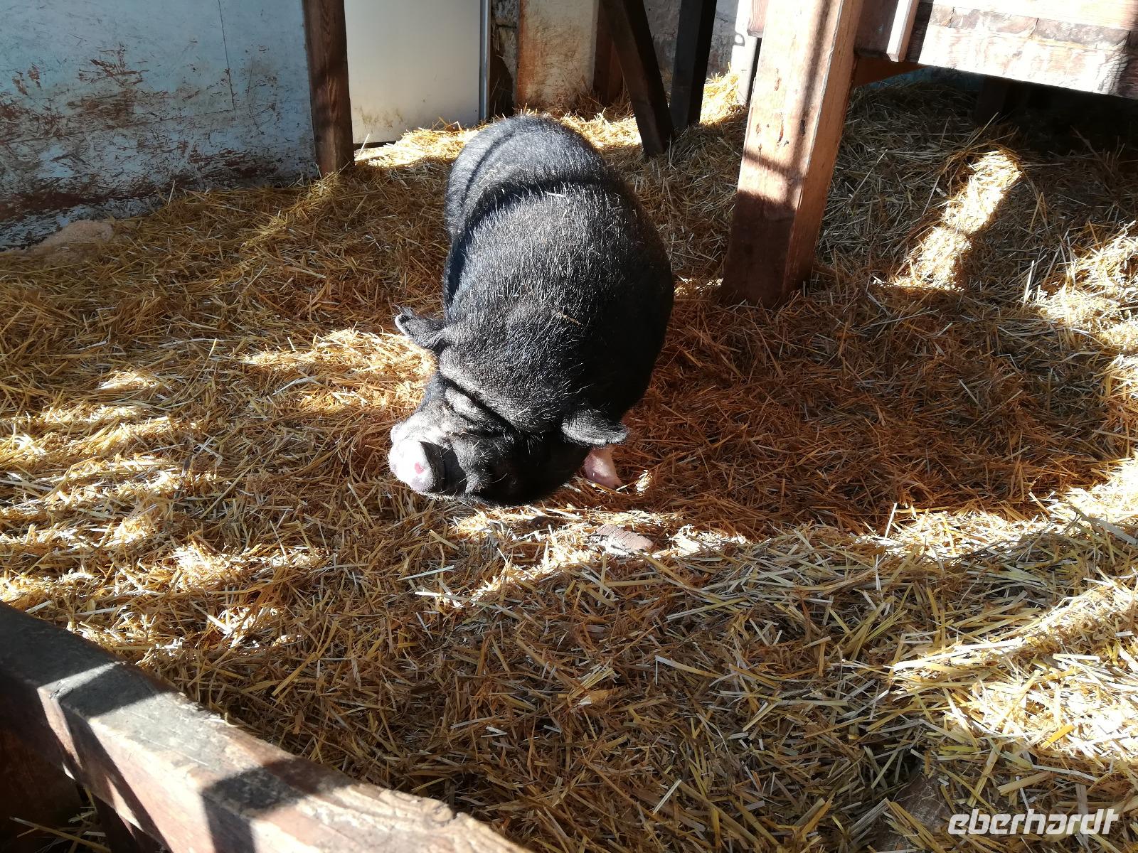 ....  hier gibt es kein Schlachten !