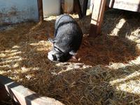 ....  hier gibt es kein Schlachten !