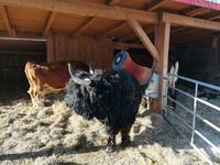 Rind mit automatischer Kuhbürste.