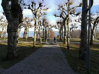 Blick durch eine Baumallee hindurch zum Chiemsee.